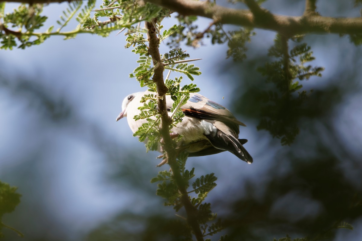 Palomita Aliverde - ML646188124