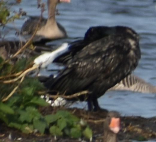 Cormorán Grande - ML646188125