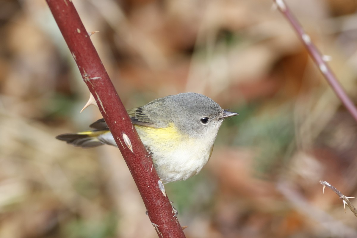 American Redstart - ML646188126