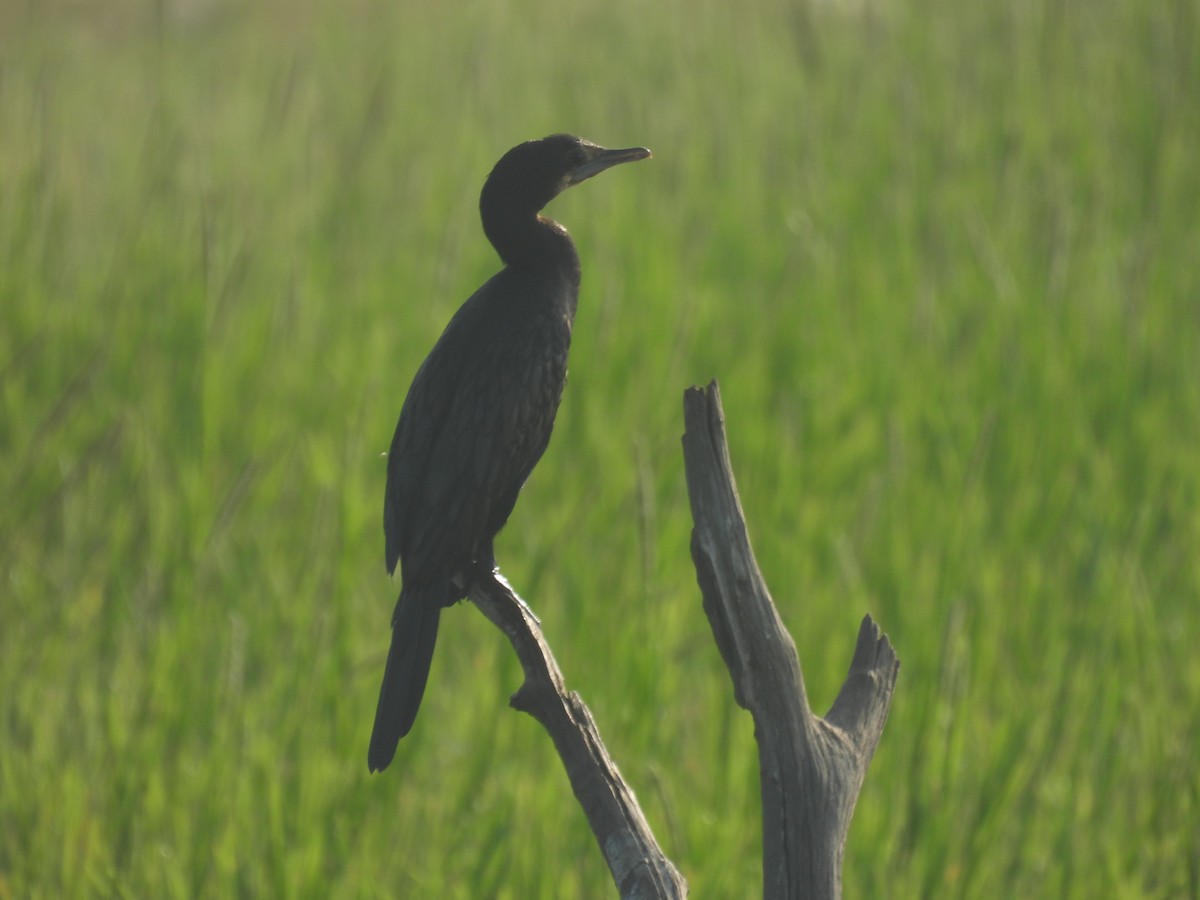 Cormorán de Java - ML646188127