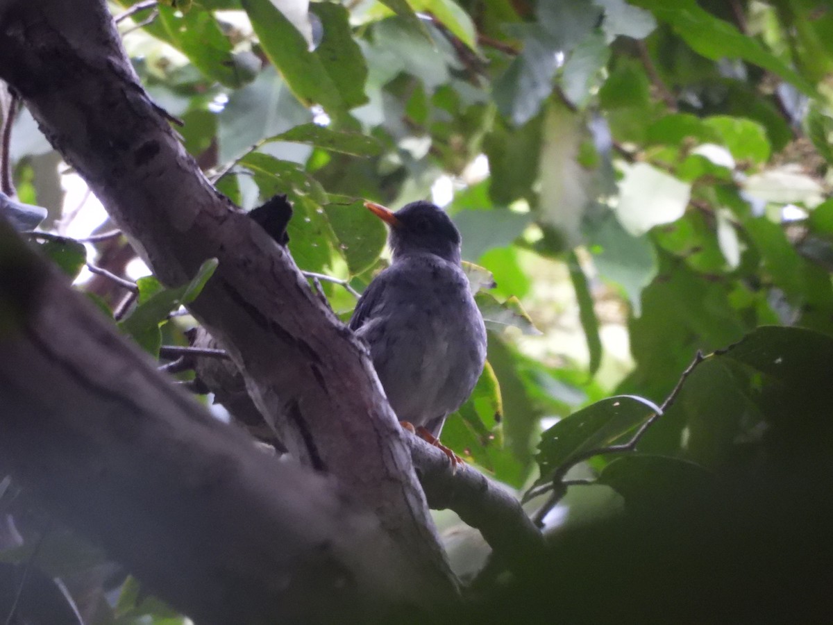 Zorzal Unicolor - ML646188128