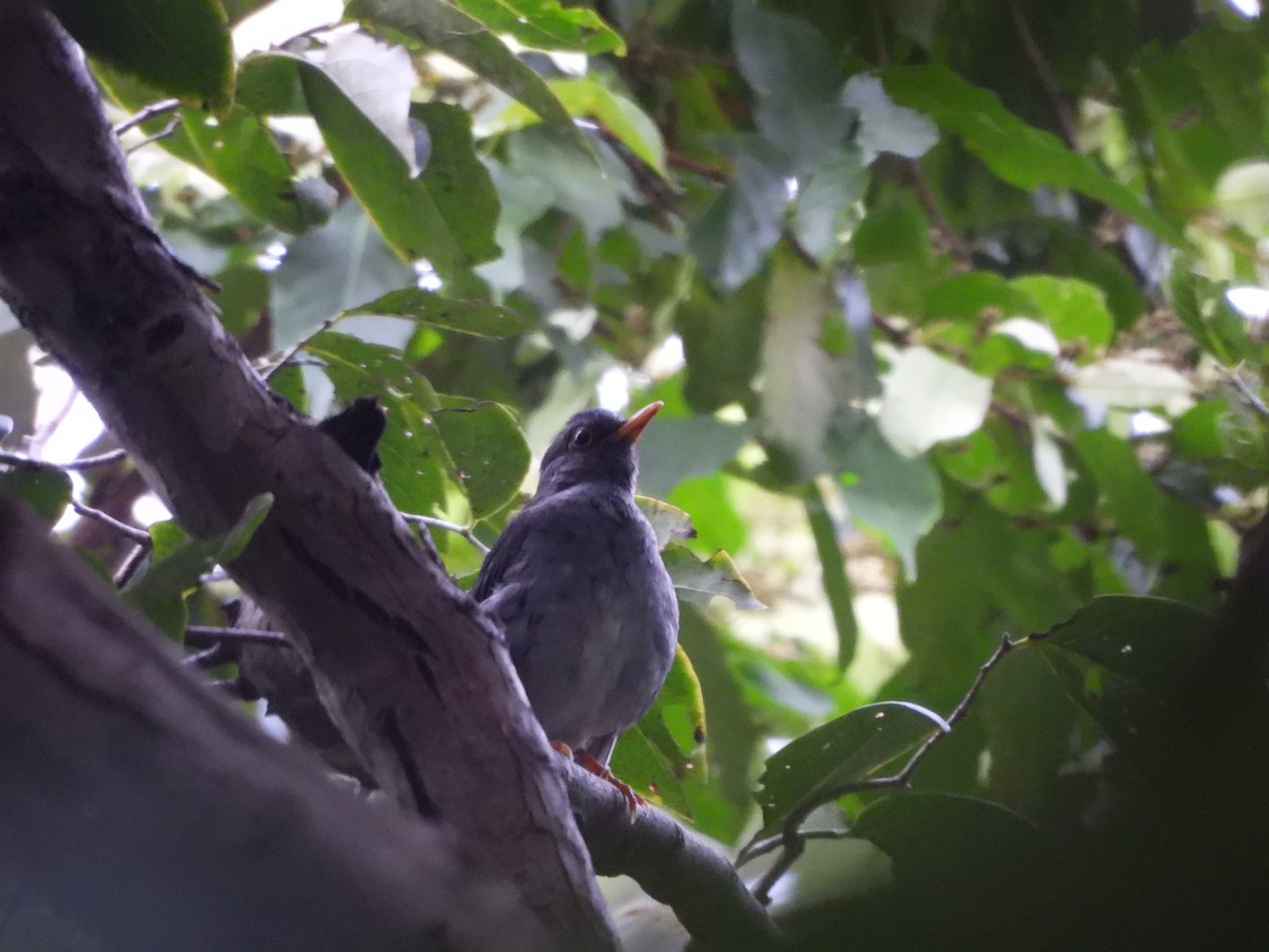 Zorzal Unicolor - ML646188129