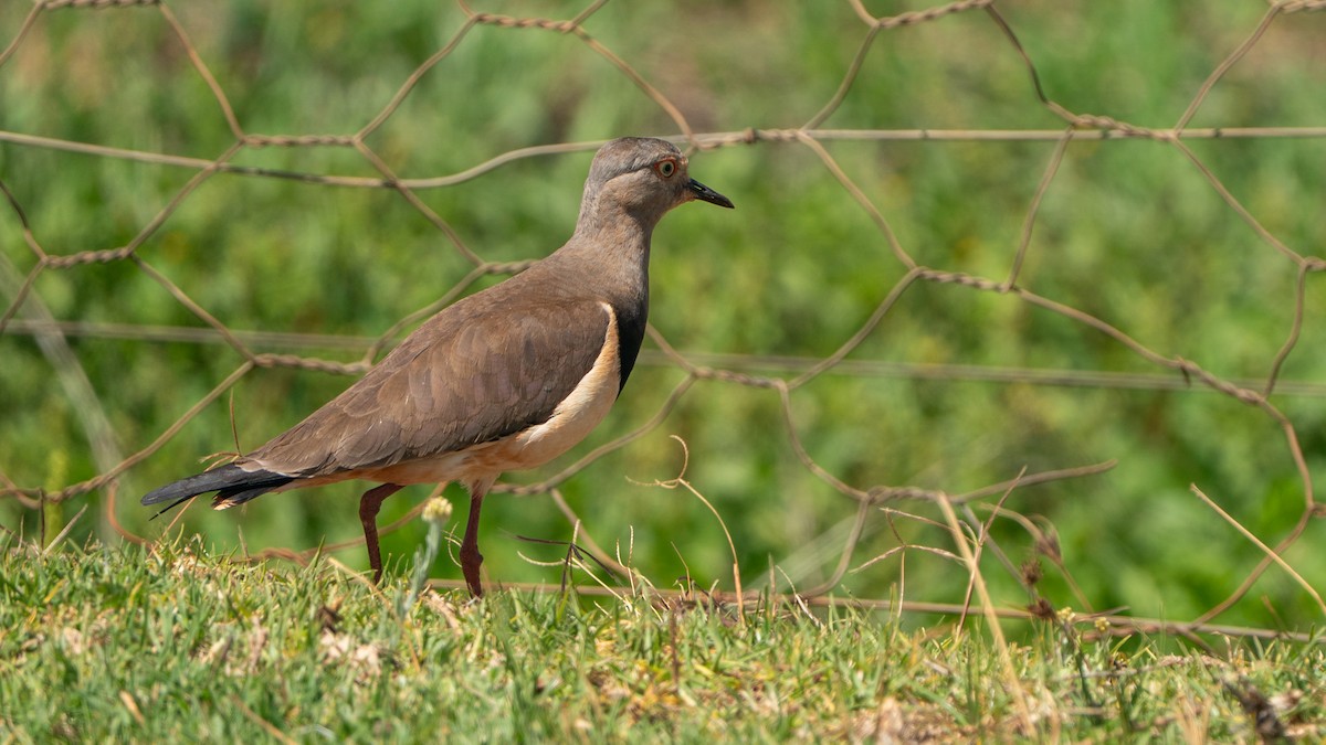 Avefría Lugubroide - ML646188130