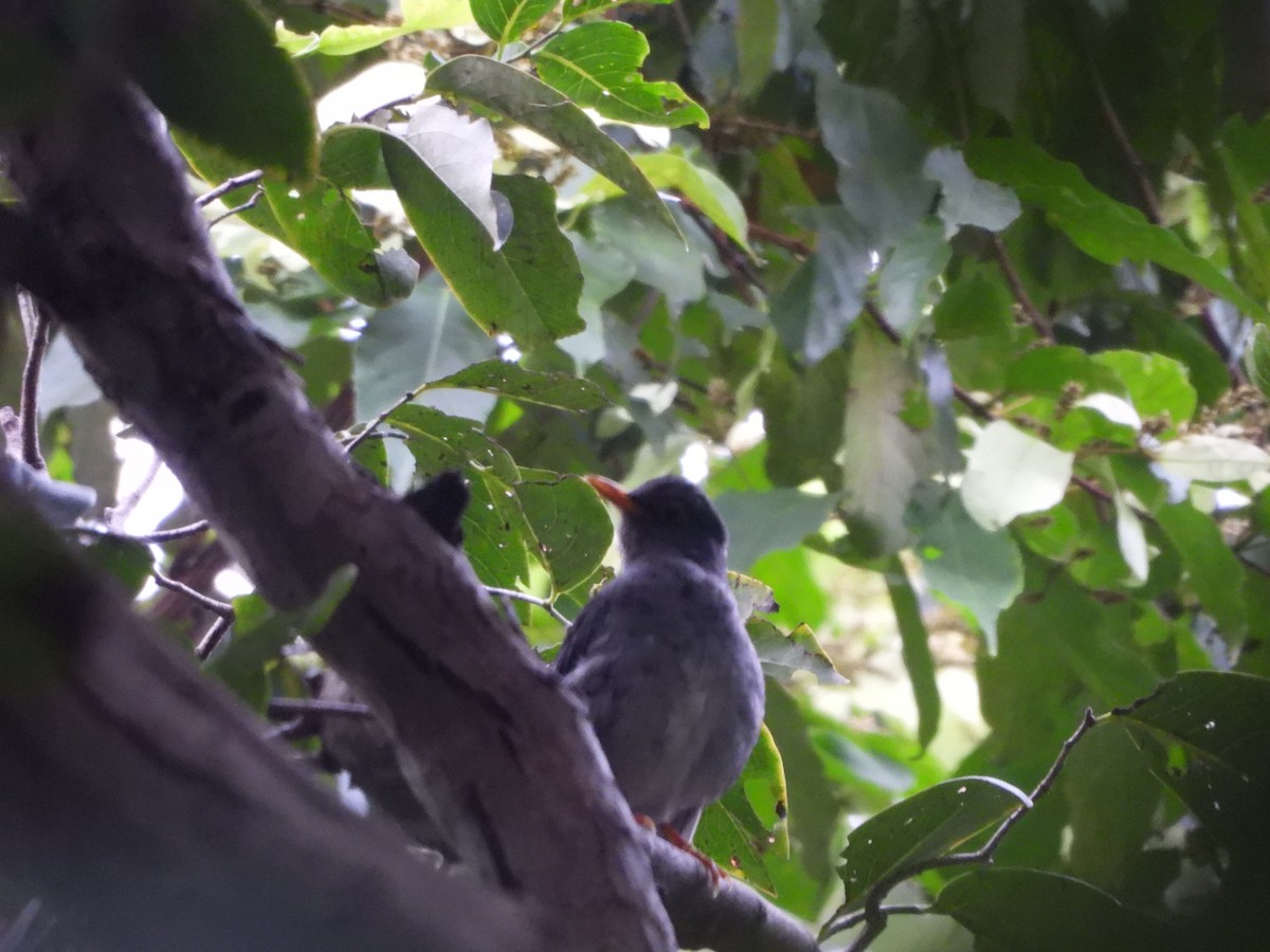 Zorzal Unicolor - ML646188131