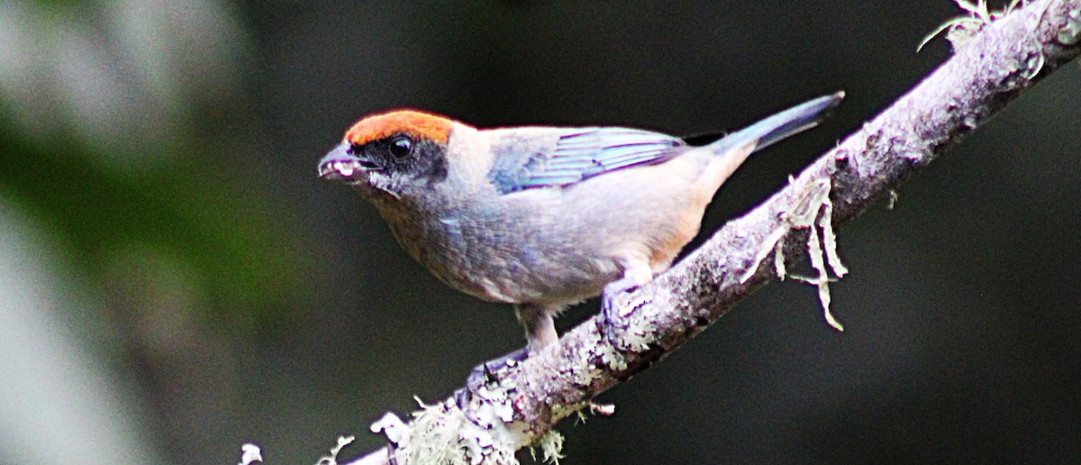 Tangara Matorralera - ML646188134