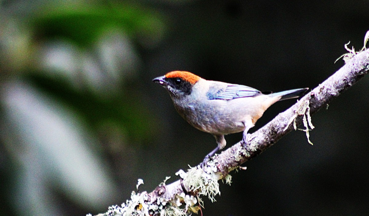 Tangara Matorralera - ML646188135