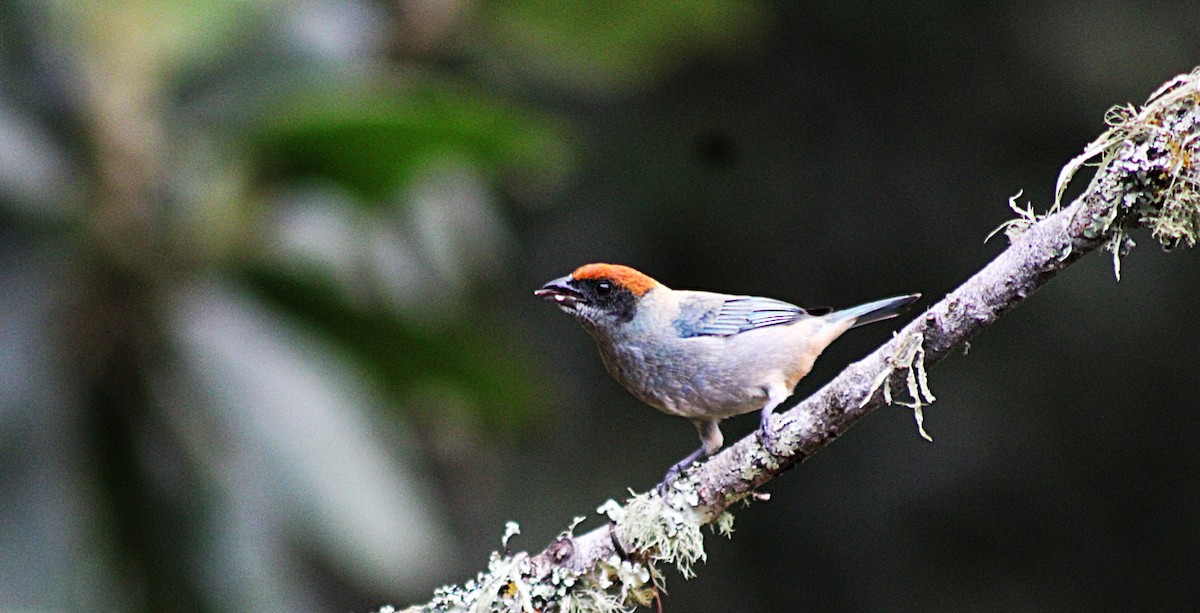 Tangara Matorralera - ML646188136