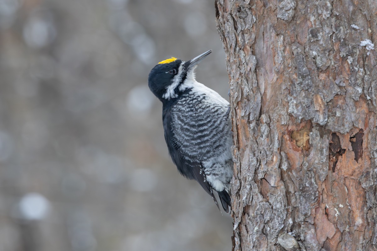 Black-backed Woodpecker - ML646188138