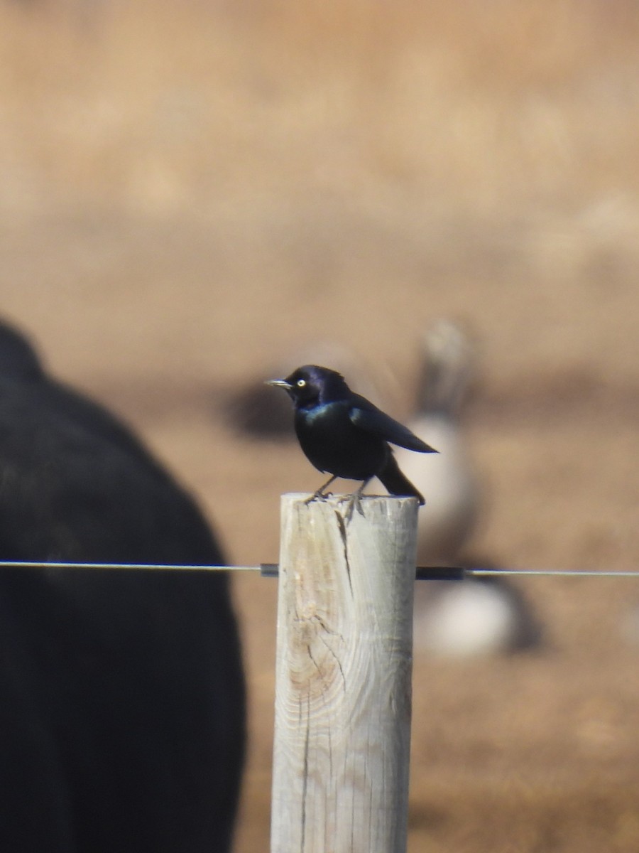 Zanate de Brewer - ML646188139