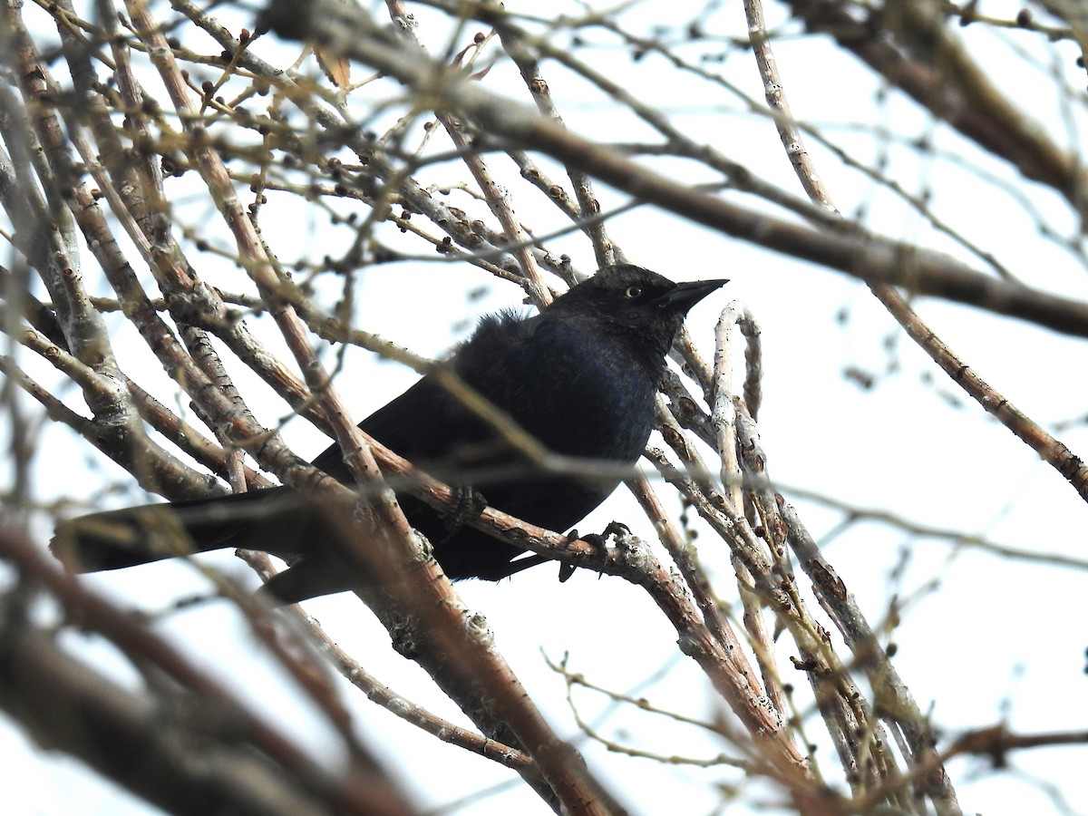 Zanate de Brewer - ML646188140