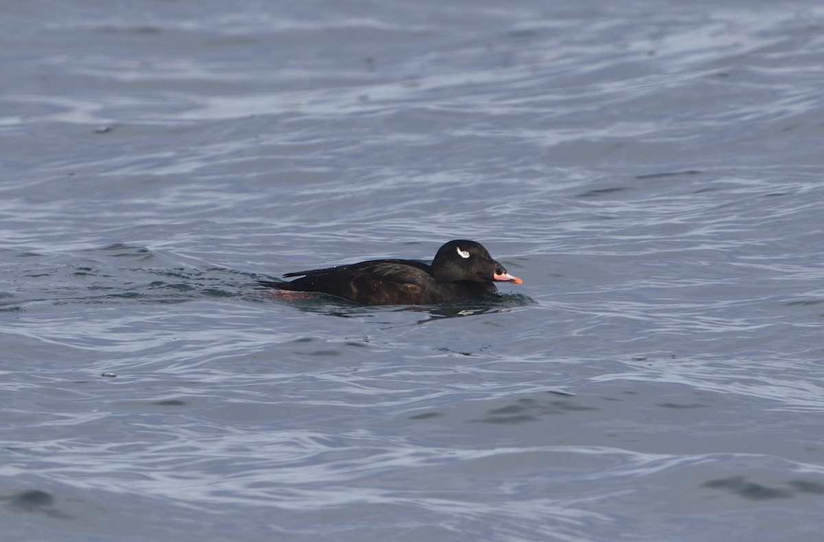 Negrón Aliblanco - ML646188141