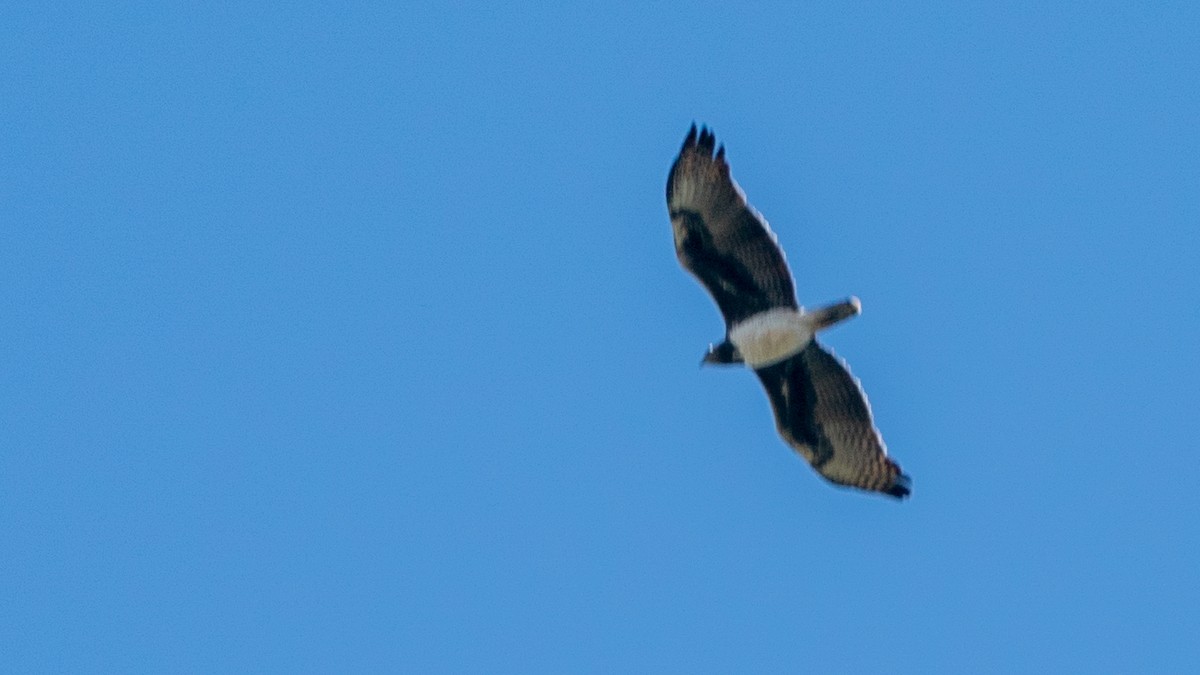 Águila Marcial - ML646188143