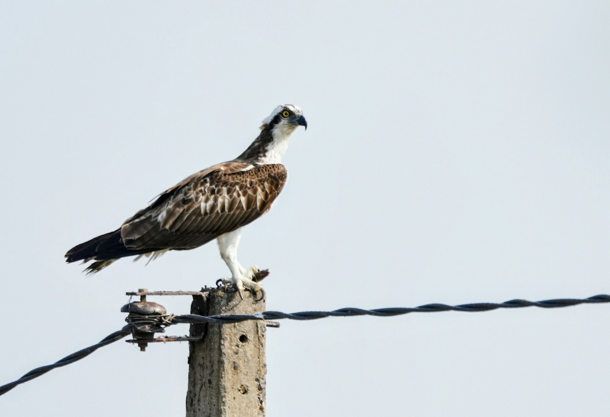 Águila Pescadora - ML646188144