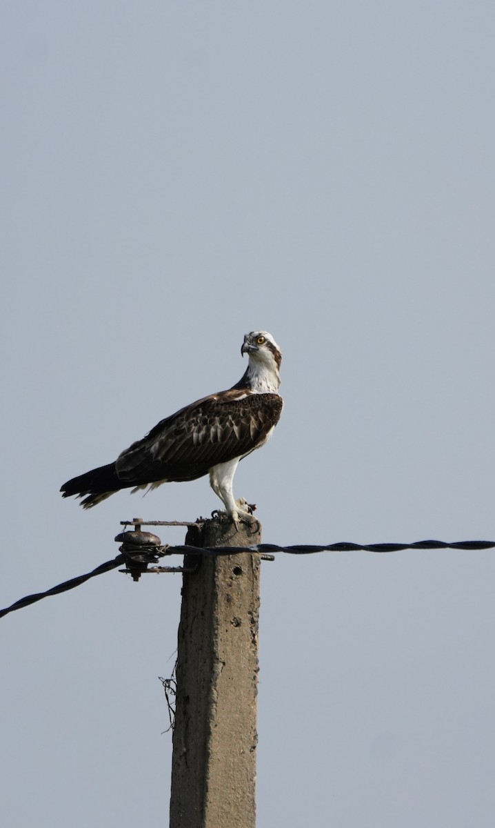 Águila Pescadora - ML646188145
