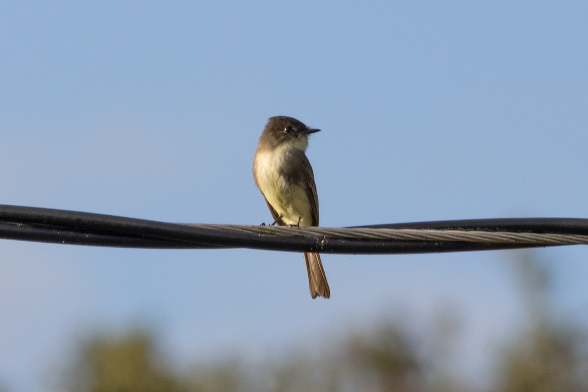 Mosquero Fibí - ML646188147