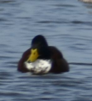 Ánade Azulón (variedad doméstica) - ML646188149