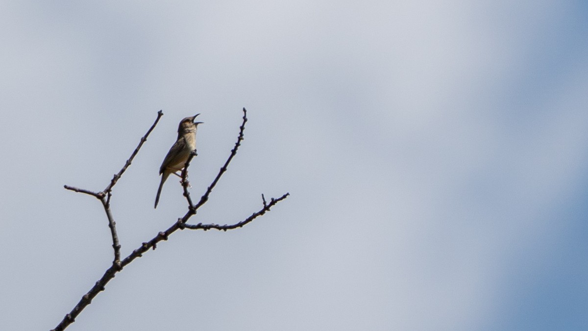 Cistícola Borana - ML646188150