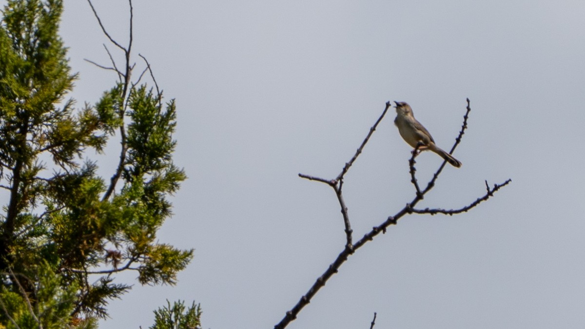 Cistícola Borana - ML646188151