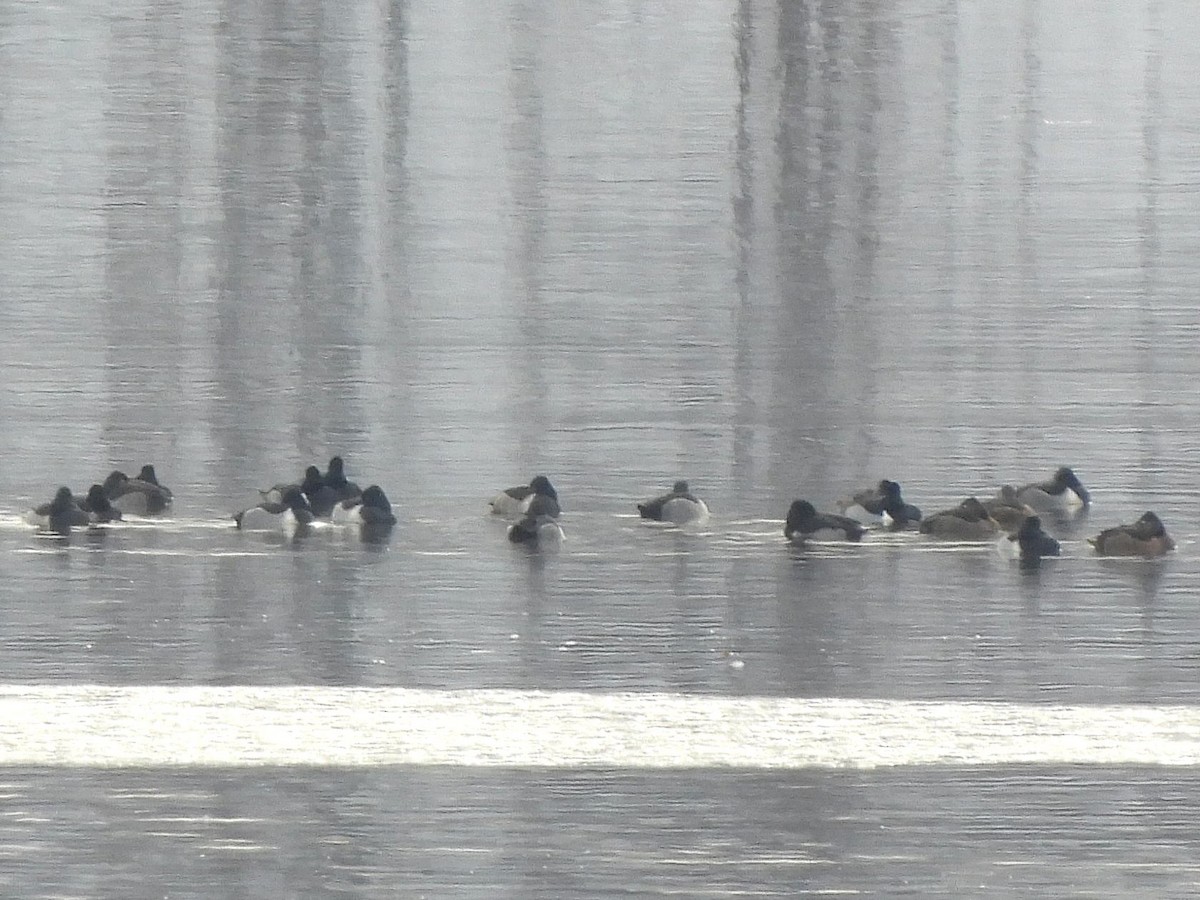 Porrón Acollarado - ML646188152