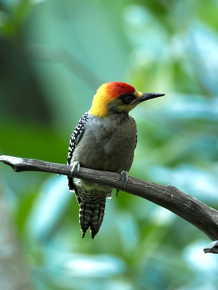 Carpintero Cariamarillo - ML646188153