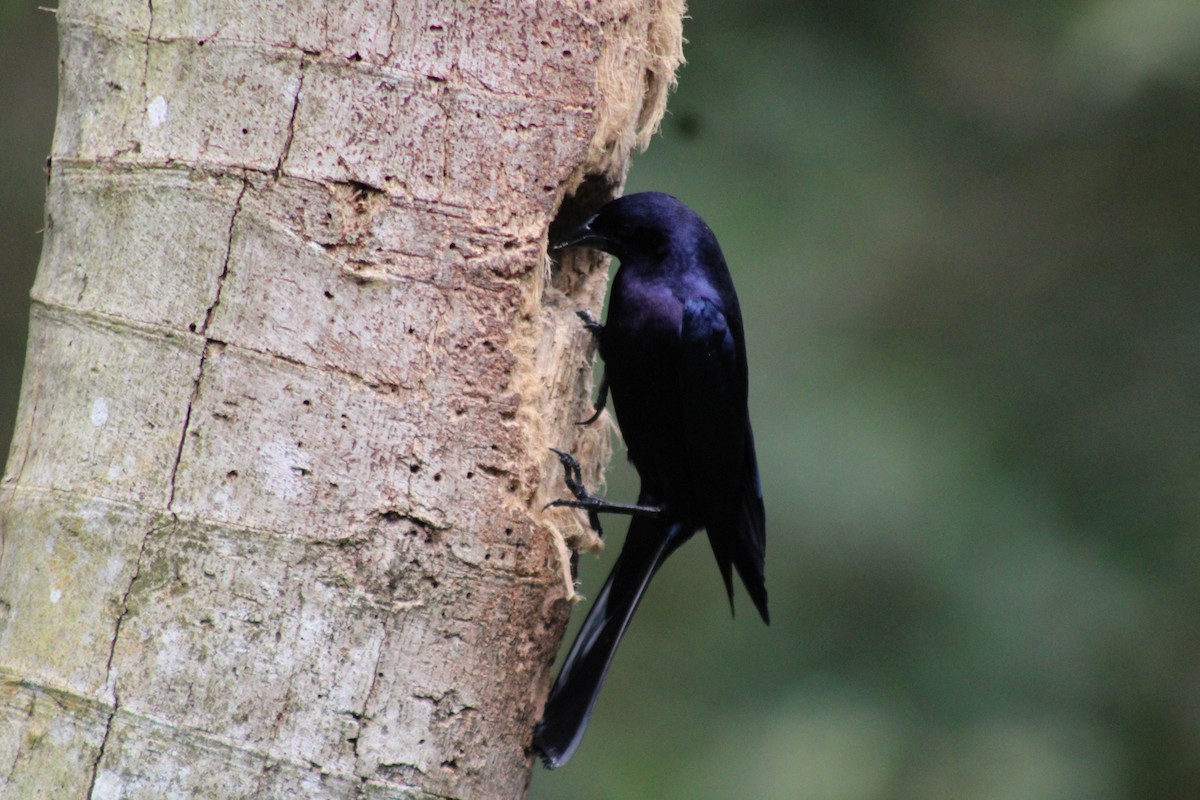 Tordo Renegrido - ML646188154