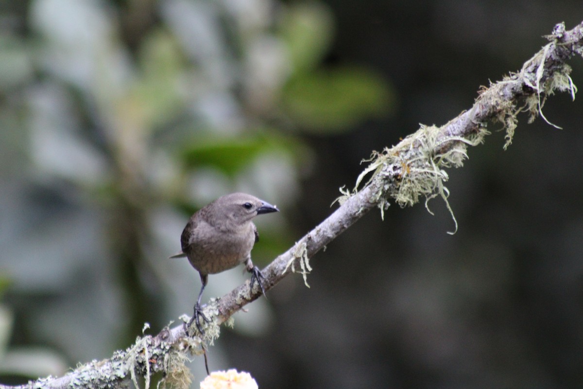 Tordo Renegrido - ML646188155