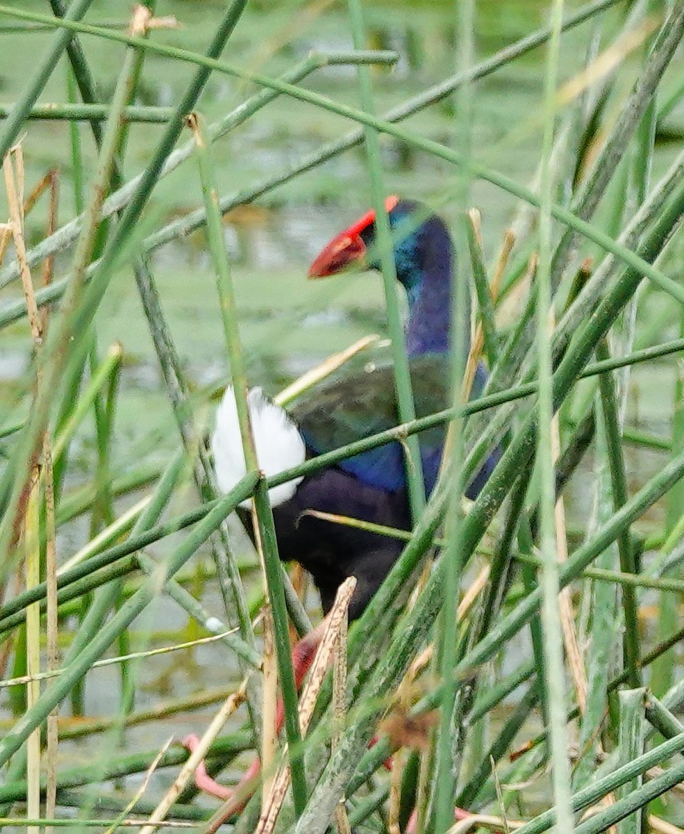 Calamón Africano - ML646188156