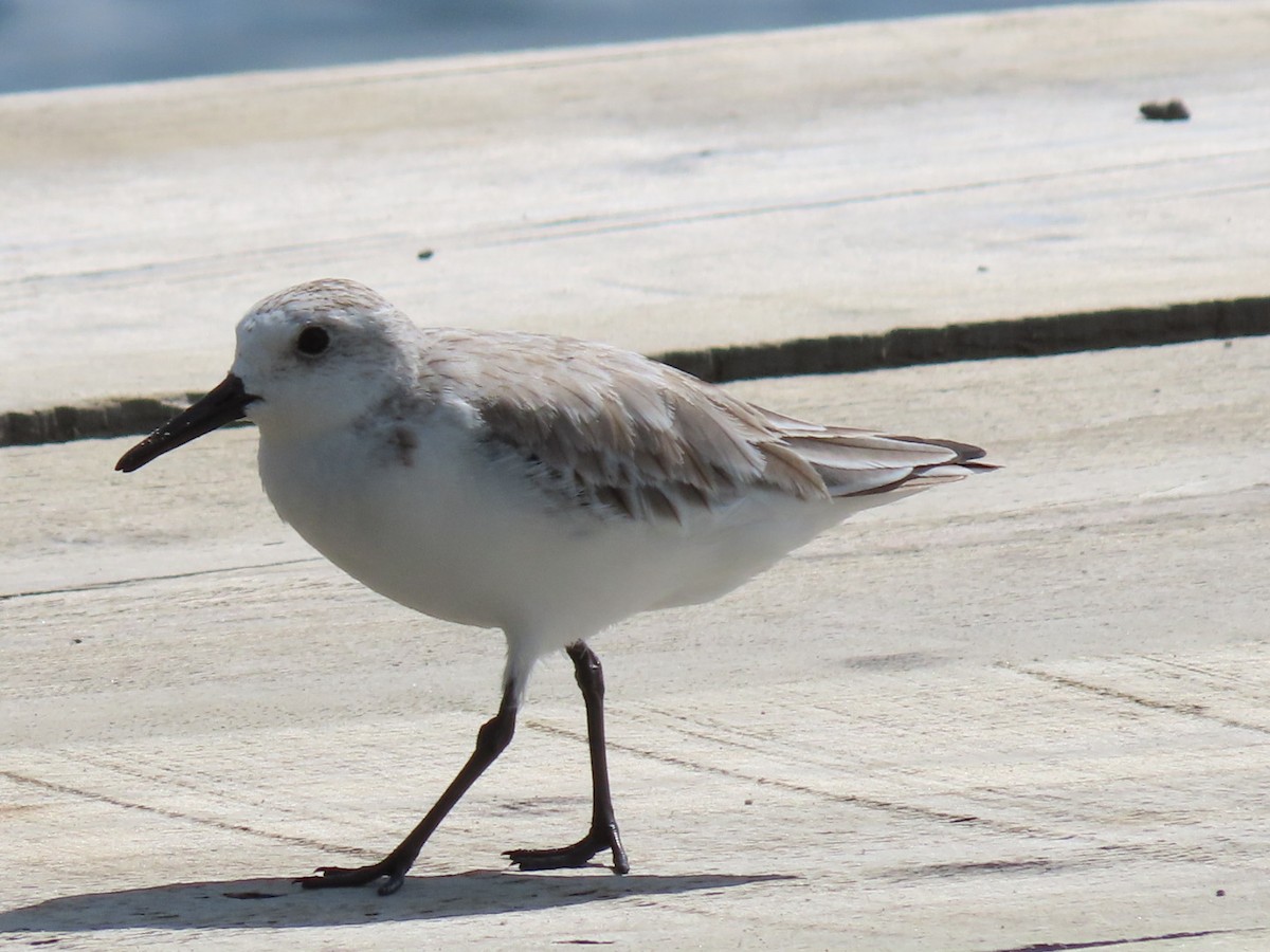 Sanderling - ML646188161