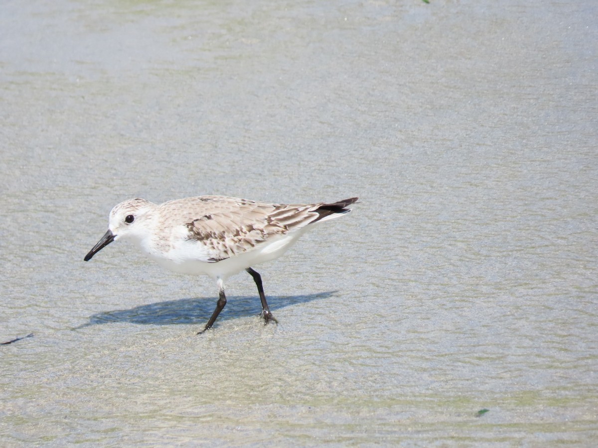 Sanderling - ML646188162