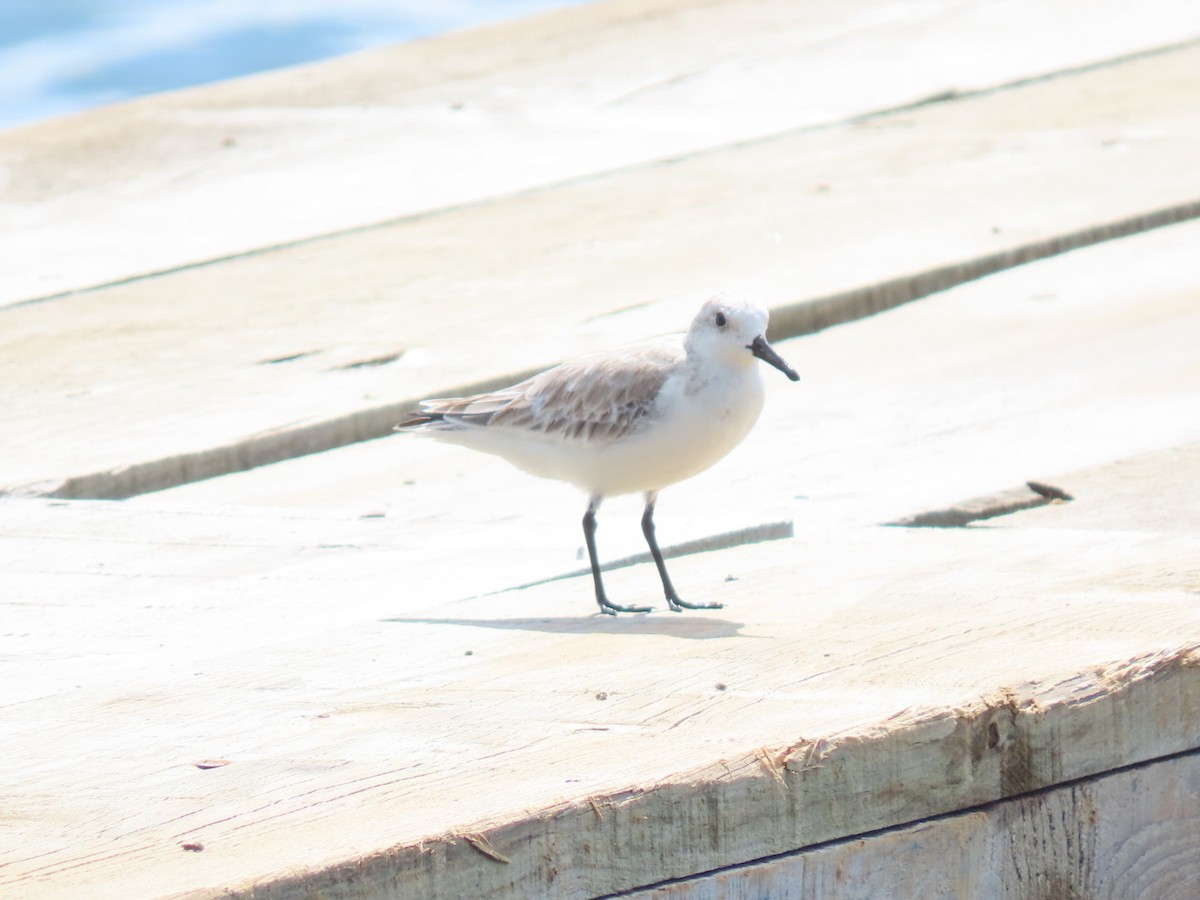 Sanderling - ML646188163