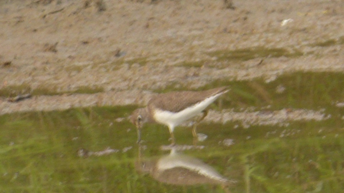 Solitary Sandpiper - ML646188167