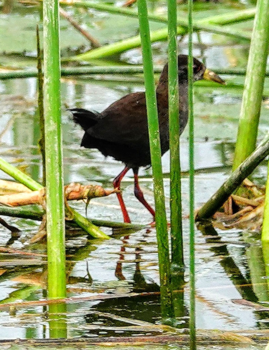 アフリカクロクイナ - ML646188169