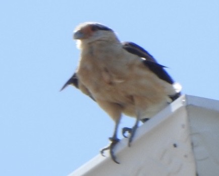 Yellow-headed Caracara - ML646188172