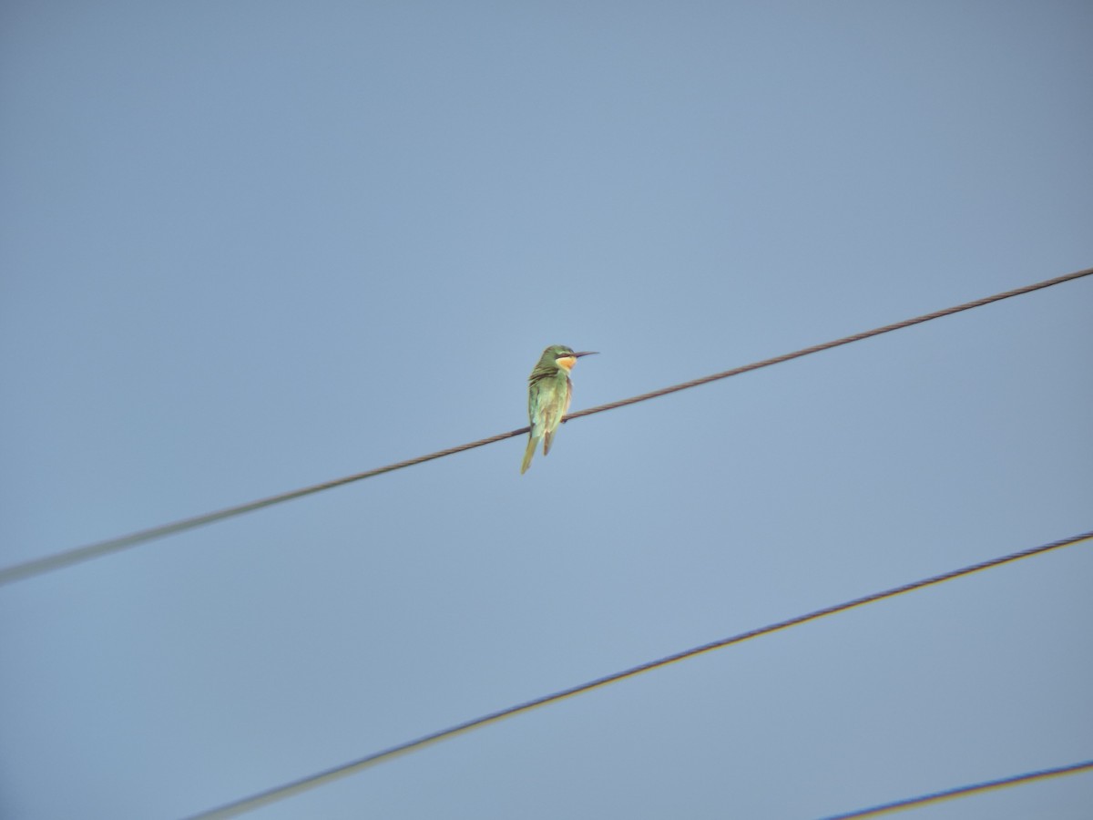 Blue-cheeked Bee-eater - ML646188176