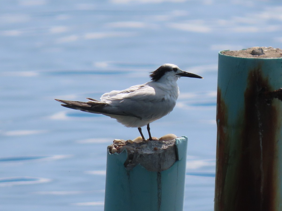Sandwich Tern - ML646188177