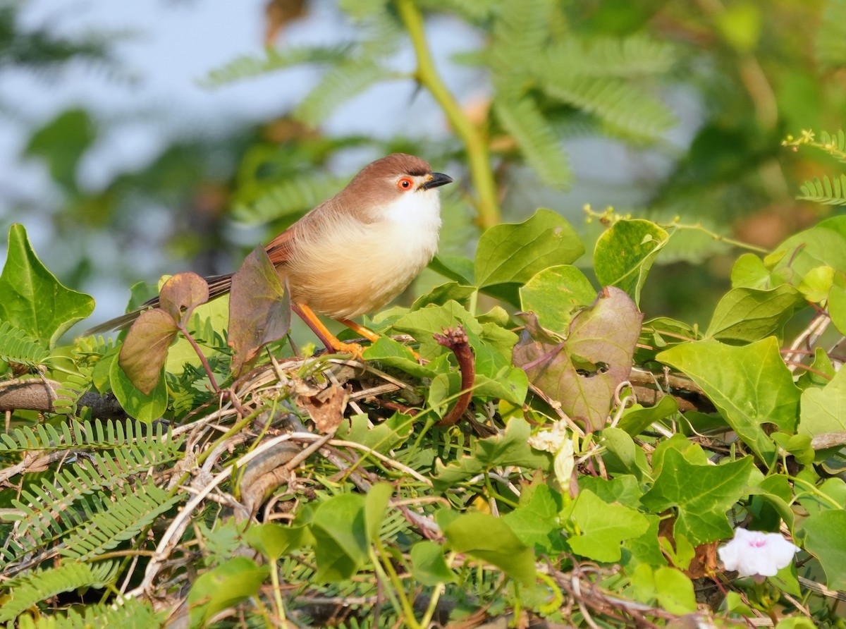 Yellow-eyed Babbler - ML646188178