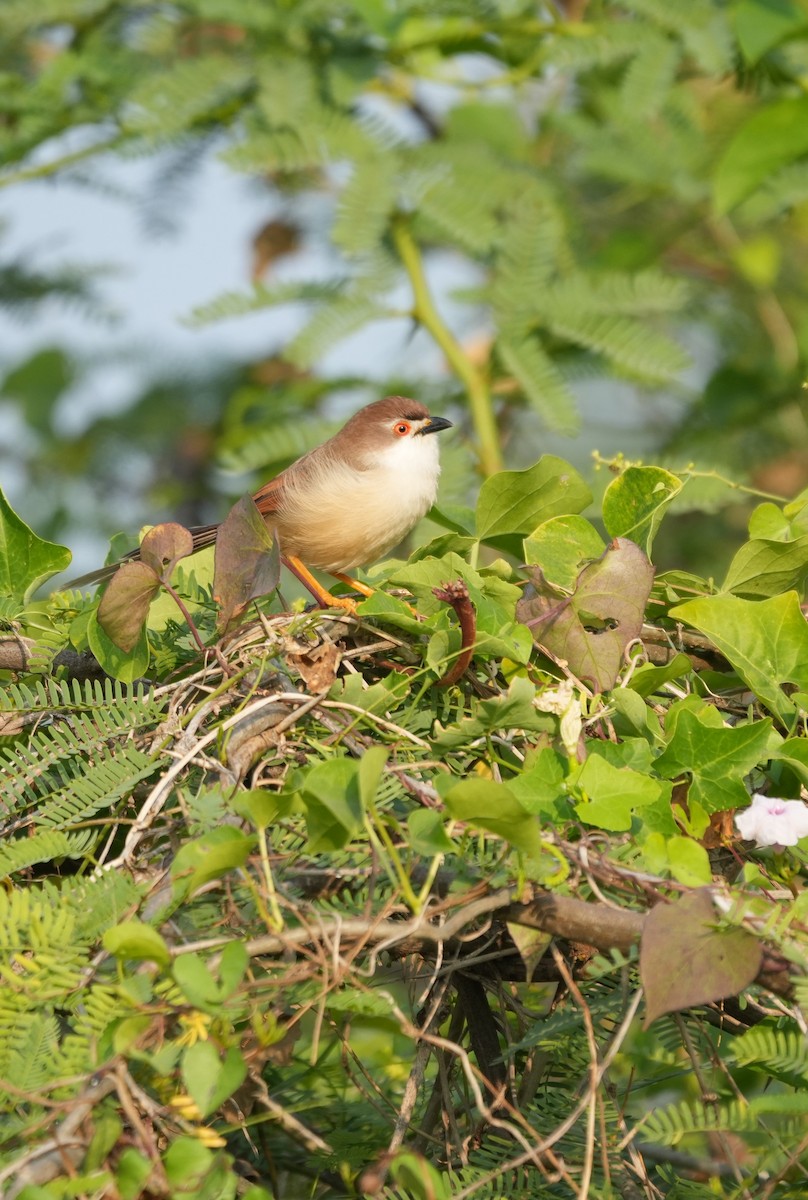 Yellow-eyed Babbler - ML646188179