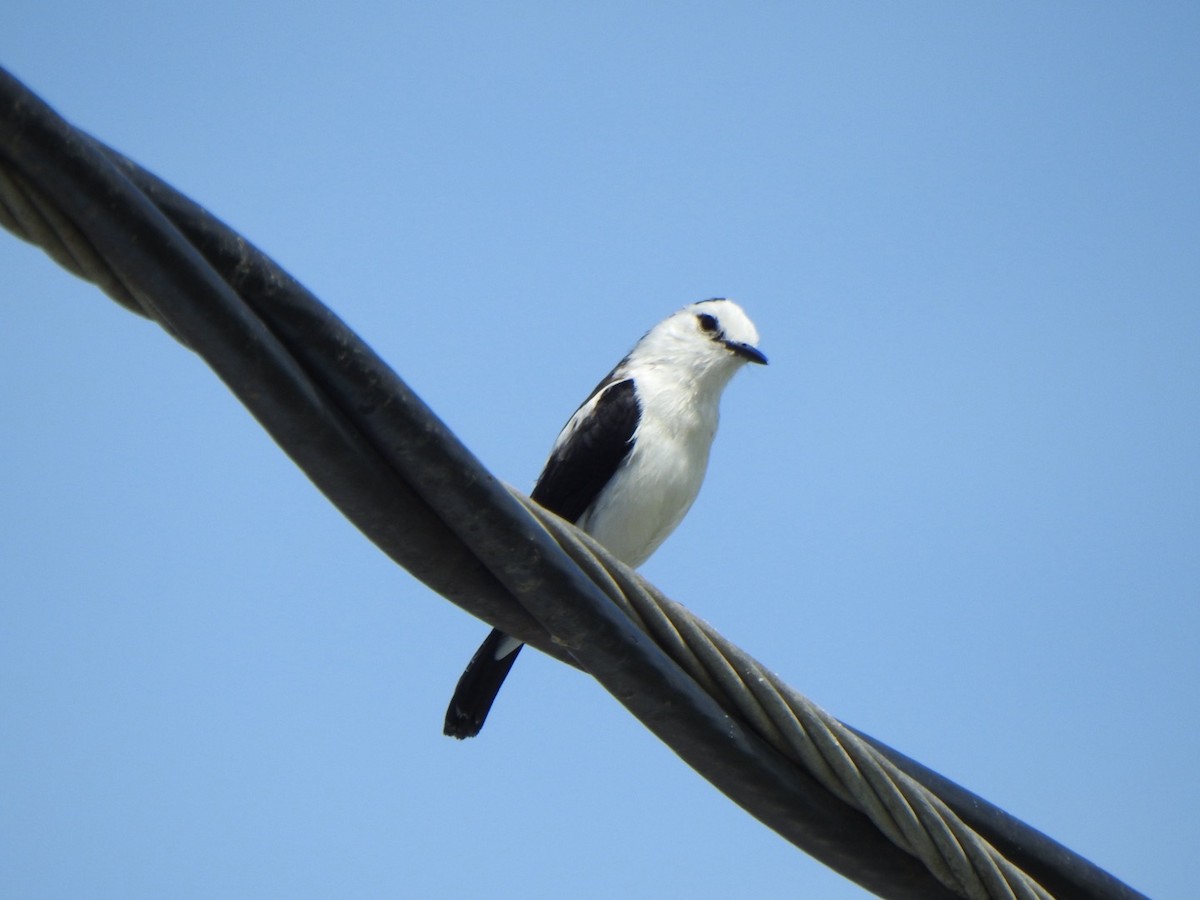Pied Water-Tyrant - ML646188180