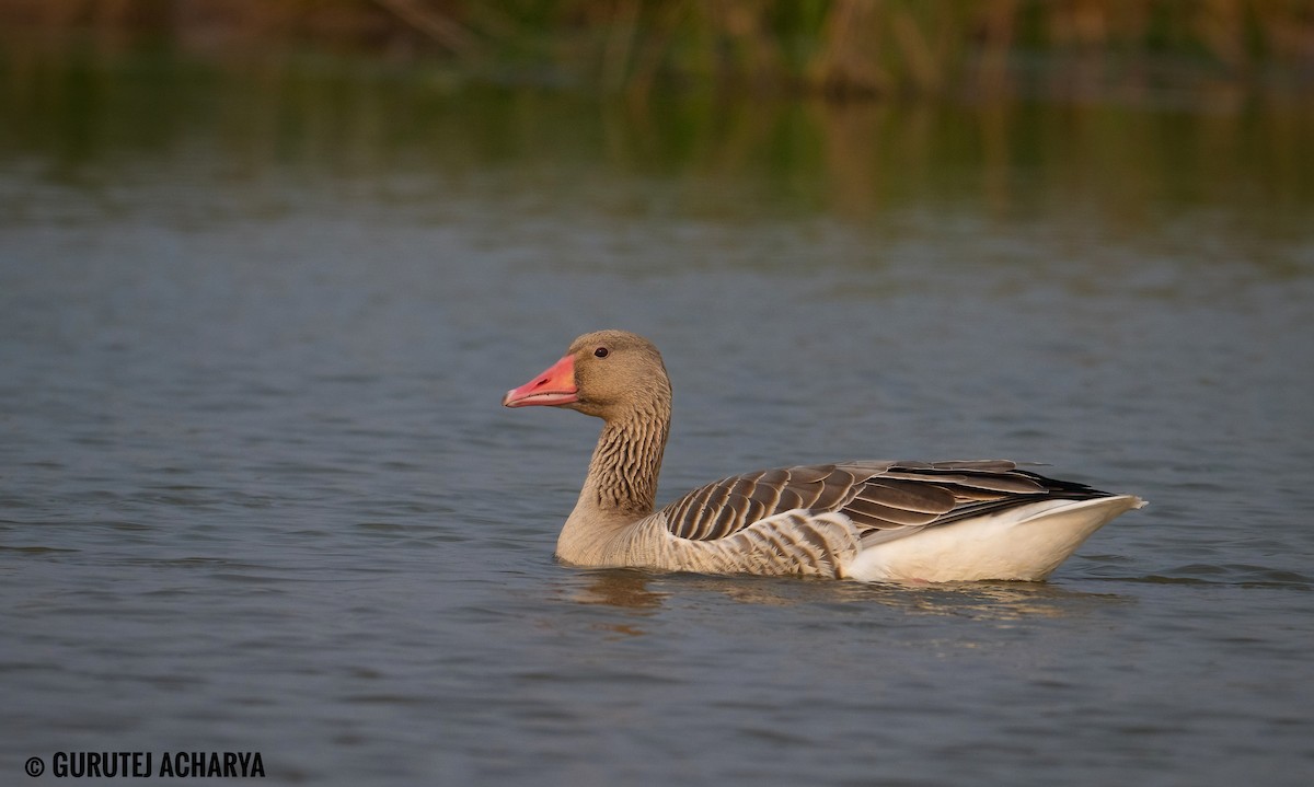 Graylag Goose - ML646188181