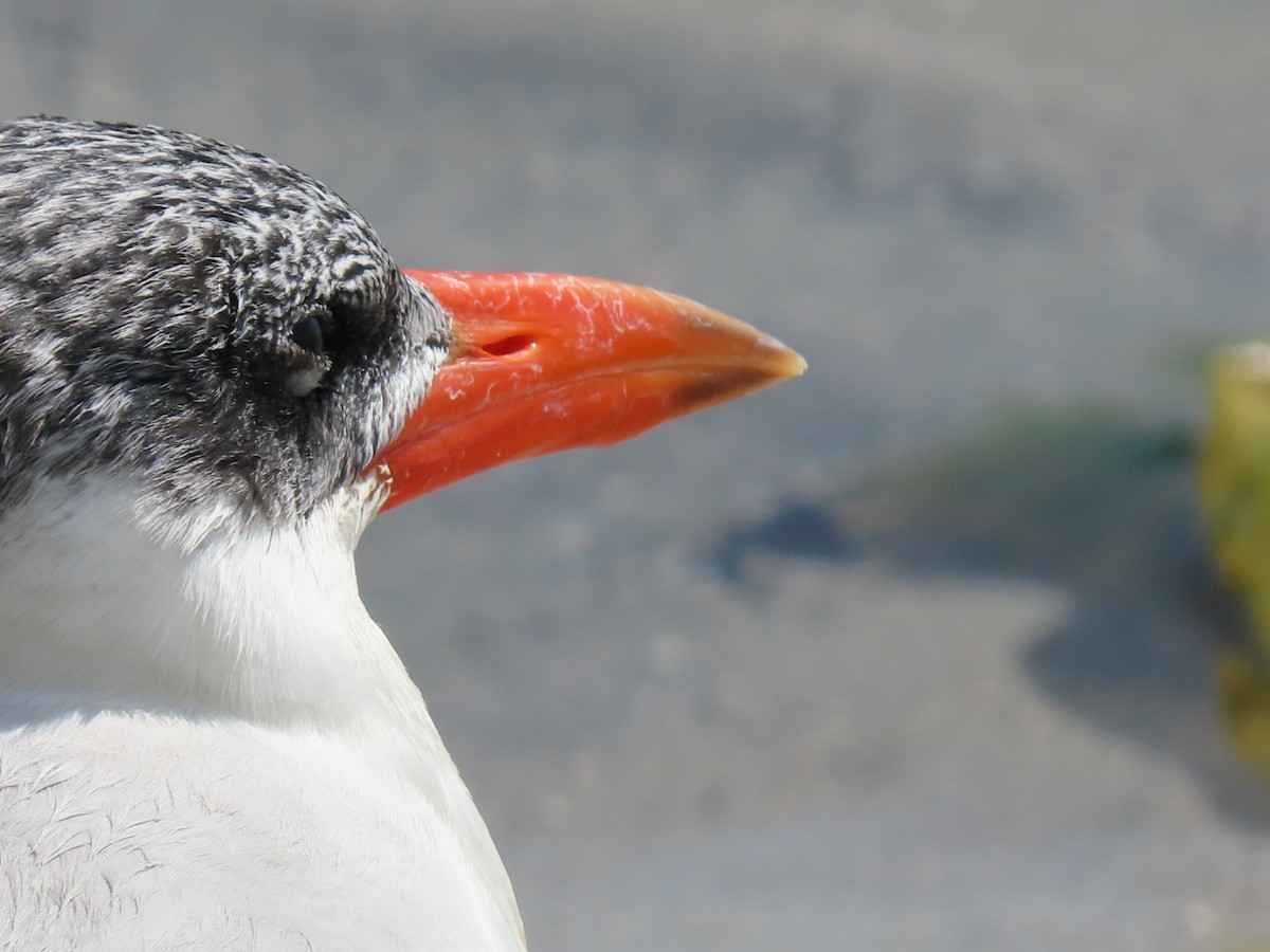 Caspian Tern - ML646188184