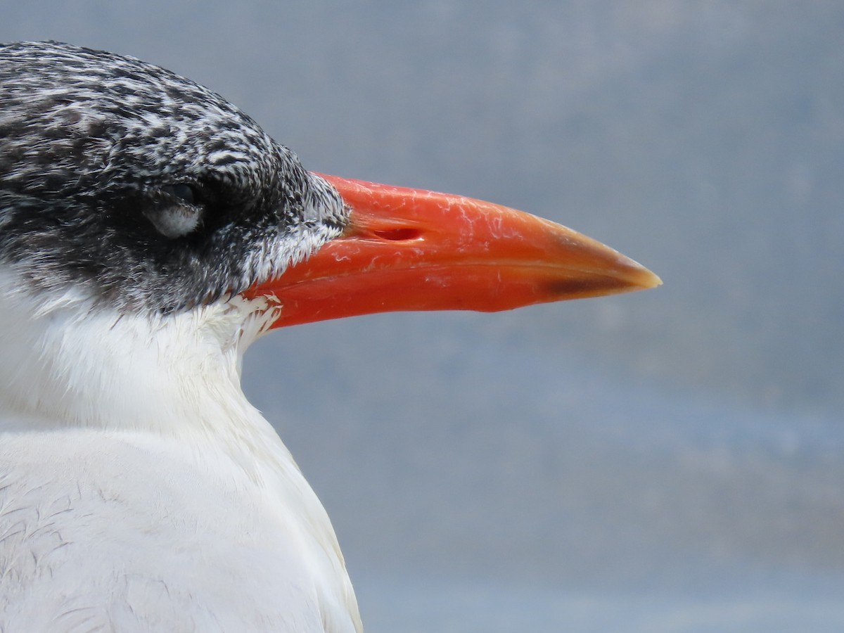 Caspian Tern - ML646188185
