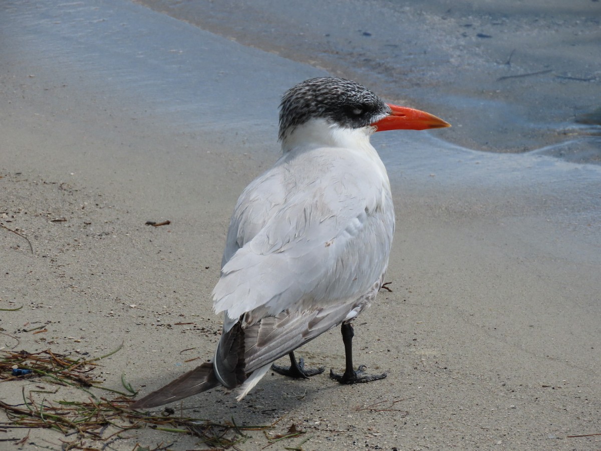 Caspian Tern - ML646188186
