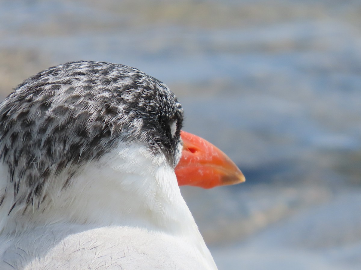 Caspian Tern - ML646188187