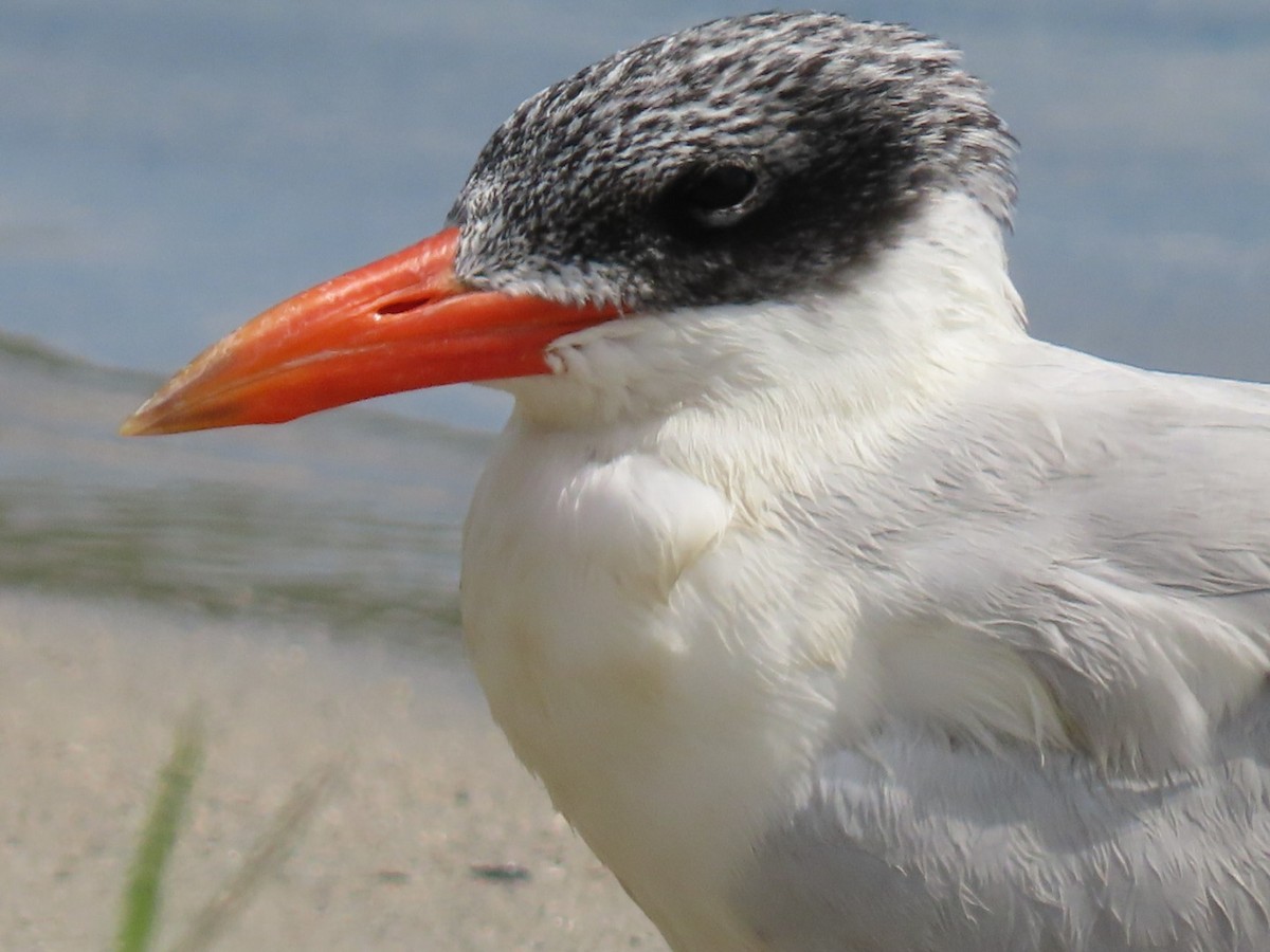 Caspian Tern - ML646188188