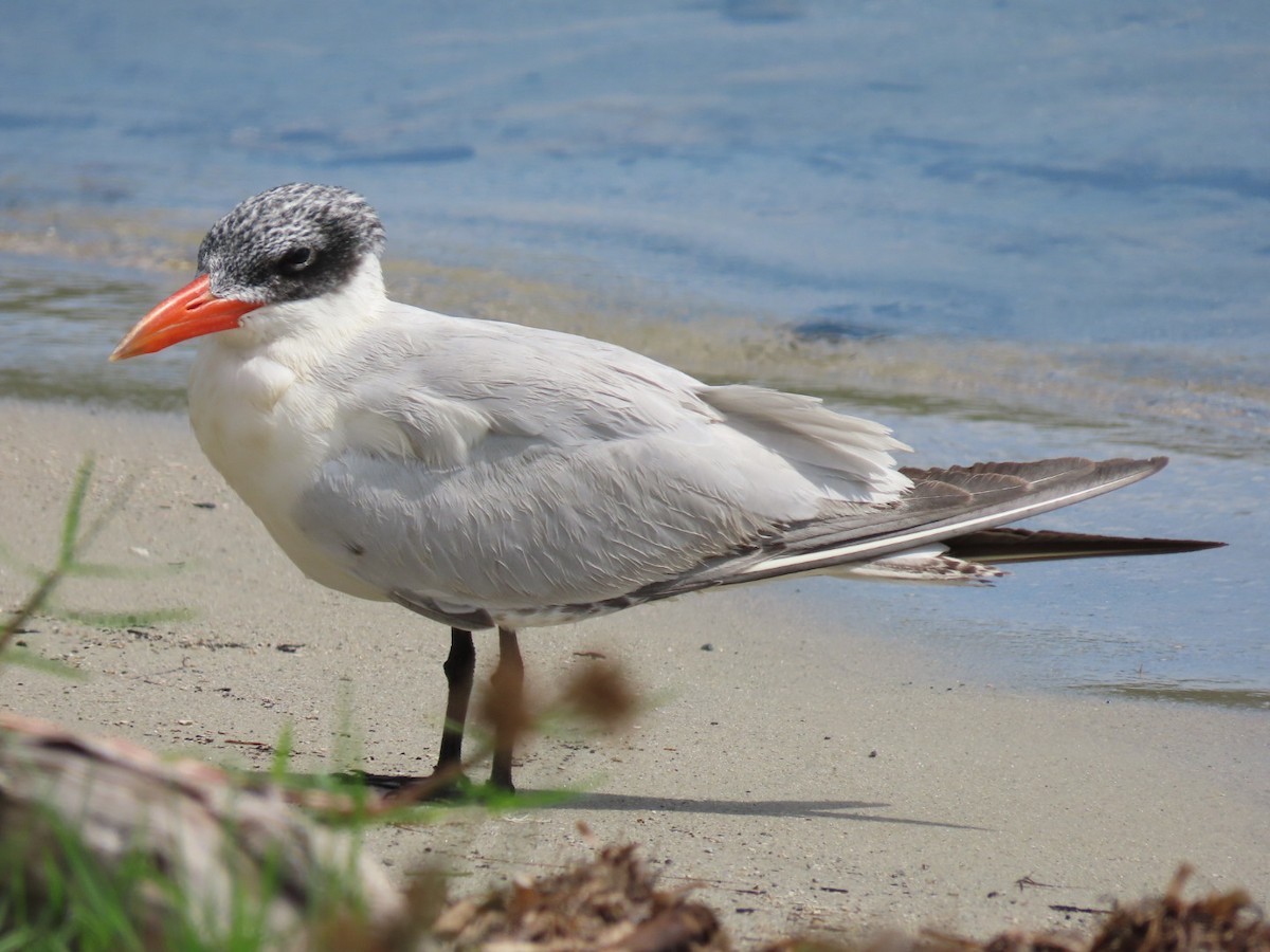 Caspian Tern - ML646188189