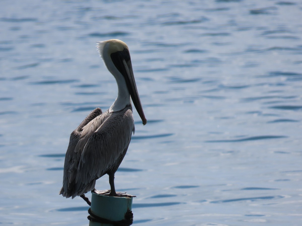 Brown Pelican - ML646188199