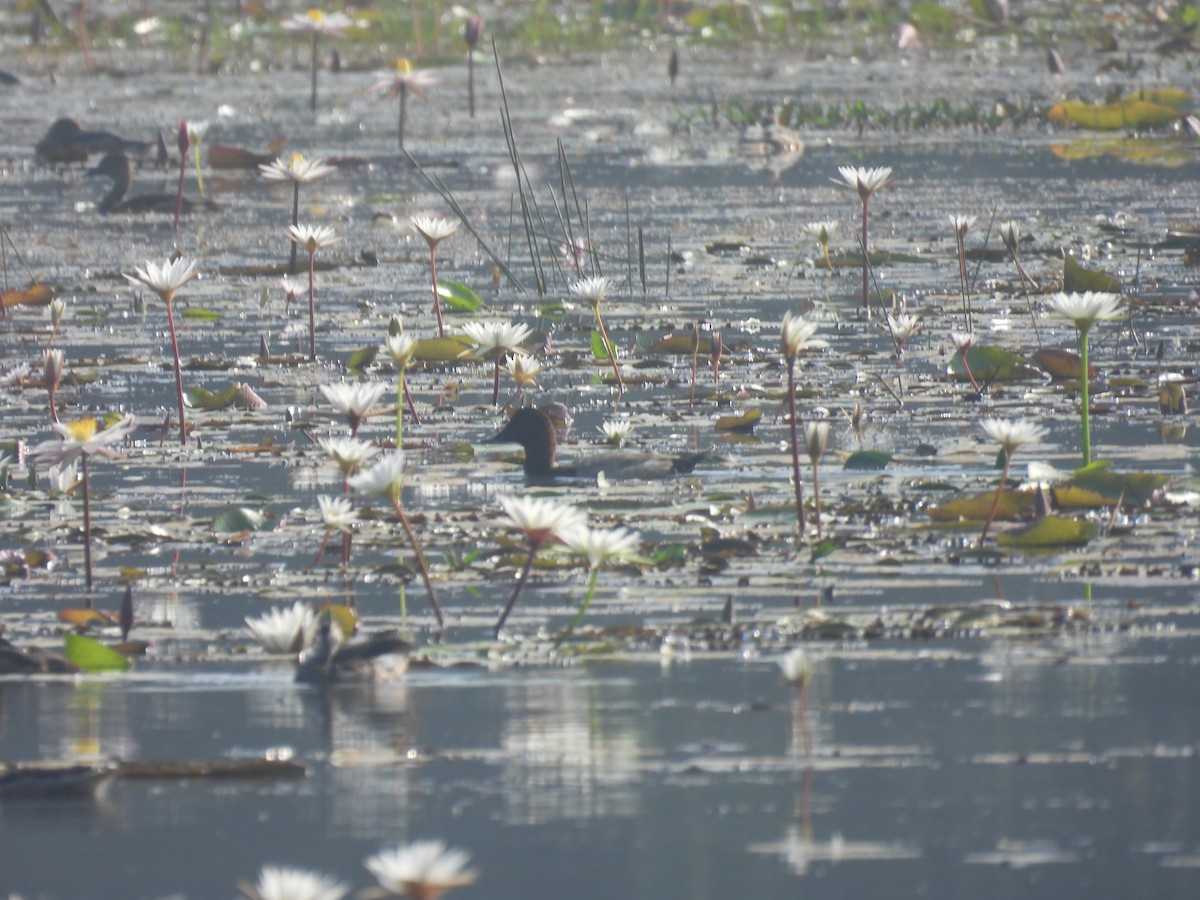 Common Pochard - ML646188200