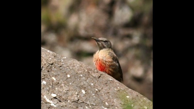 Yer Ağaçkakanı - ML646188212