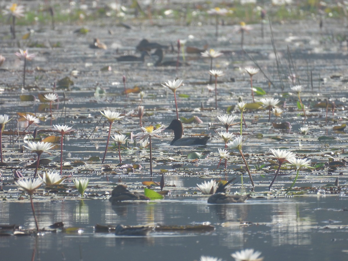 Common Pochard - ML646188213
