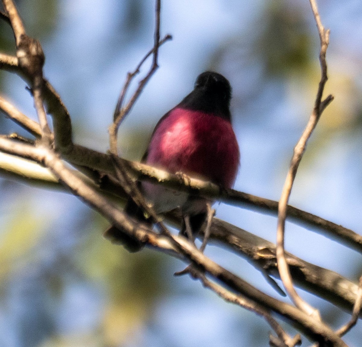 Pink Robin - ML646188232